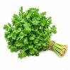 Coriander Leaves