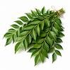 Curry Leaves